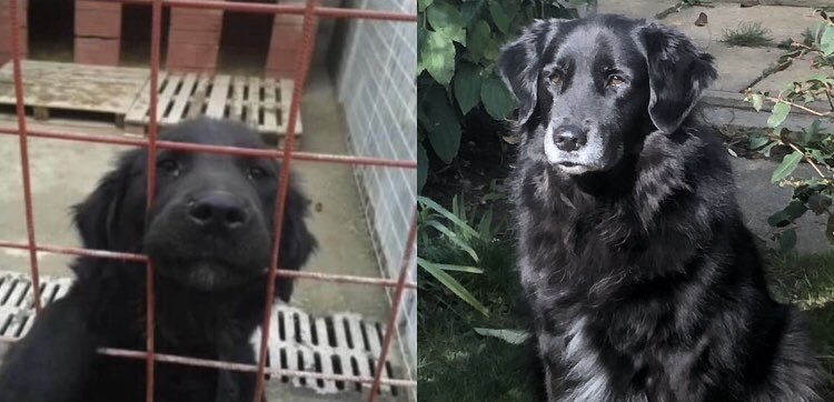 scanme_tukslaw's tweet photo. @strayanimalsday Roma says Happy #worldstrayanimalsday 🙏 #adoptdontshop #RescueIsMyFavouriteBreed #notborntostray #neuterandspay https://t.co/mnykgciEBp