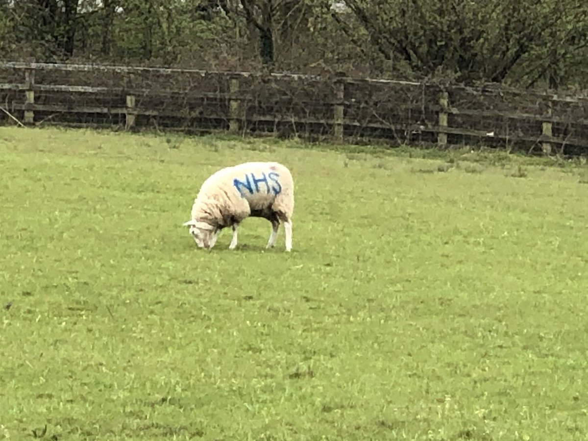 Sheep supporting the NHS