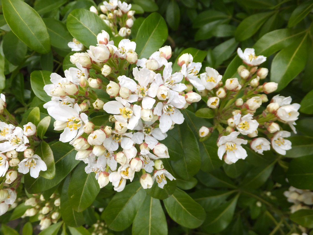 Mexican orange blossom (Choisya ternata) flowers profusely in April and May, with sweet-smelling blossoms which are open and accessible to a wide range of pollinators, especially flies.
