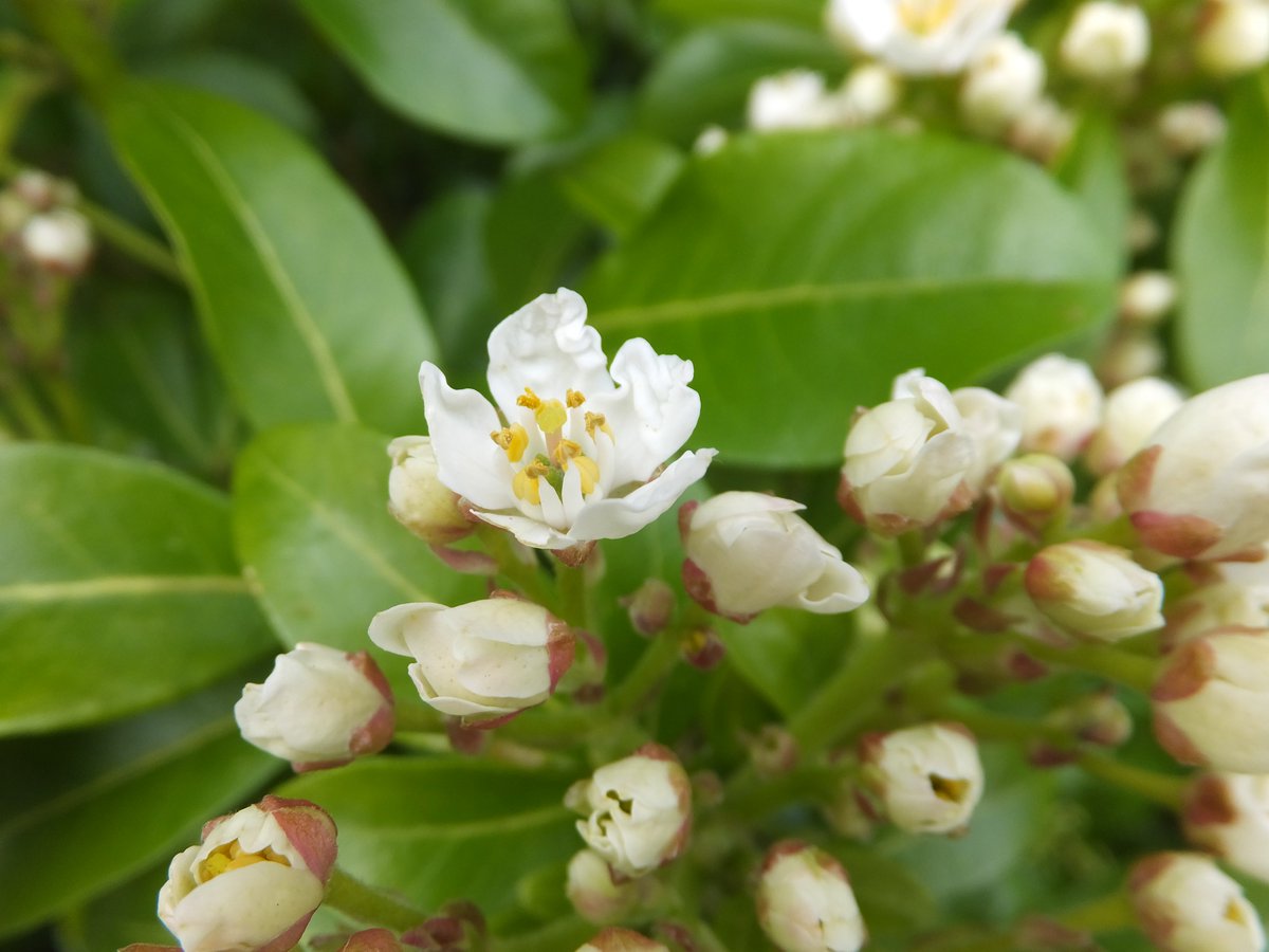 Mexican orange blossom (Choisya ternata) flowers profusely in April and May, with sweet-smelling blossoms which are open and accessible to a wide range of pollinators, especially flies.
