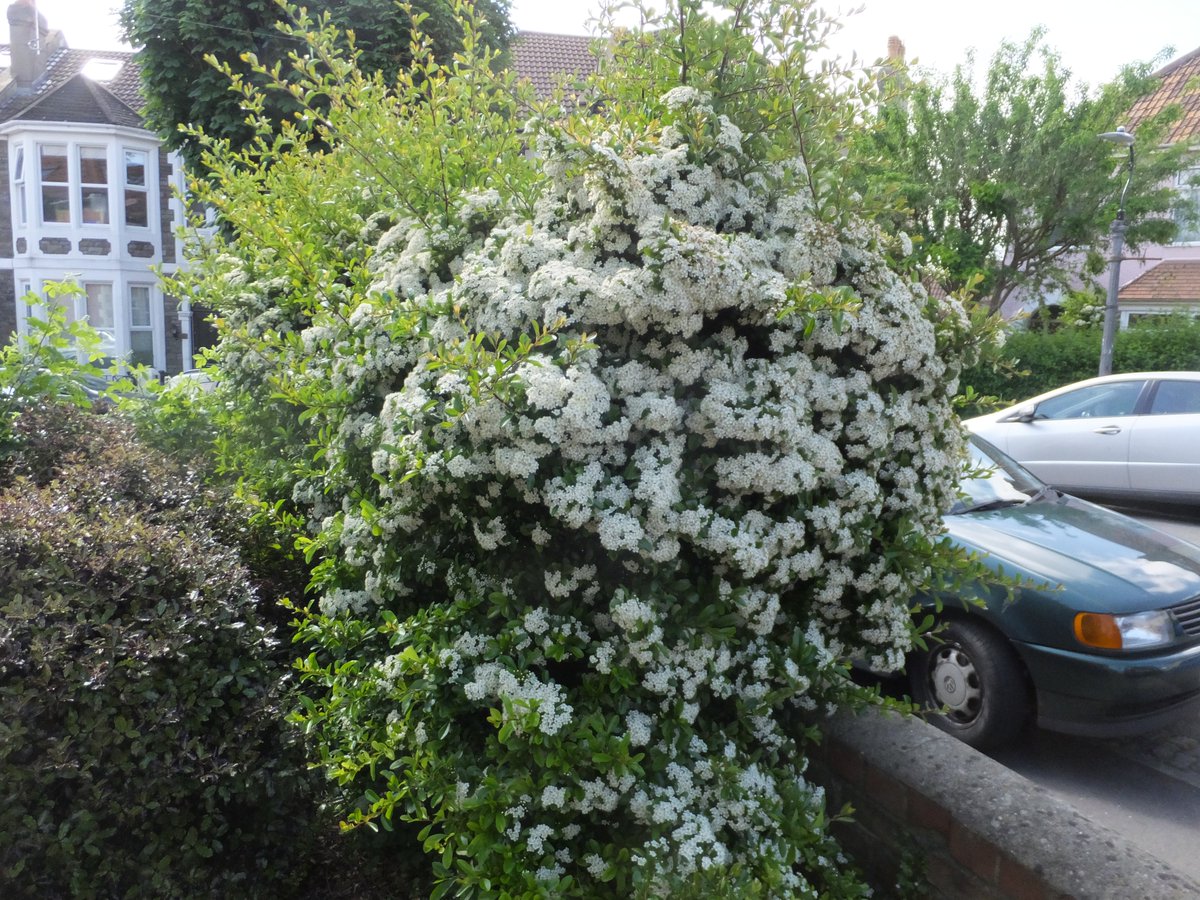 Pyracantha flowers in late spring and early summer. This thorny shrub is a member of the rose family, and best known for its red/orange berries which give it the common name 'firethorn'.