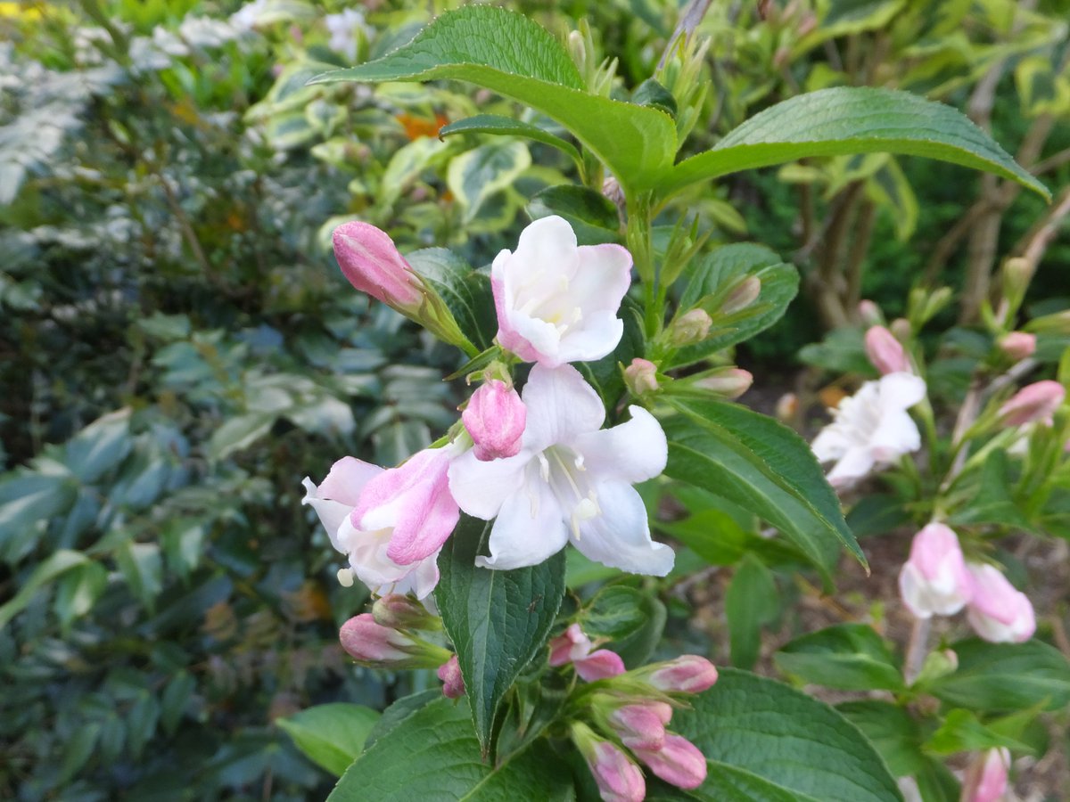 Weigela florida is Asian in origin and boasts deep tubular pink or reddish flowers which are very popular with bumblebees. Although it blooms in May, flowering often continues late into the summer.
