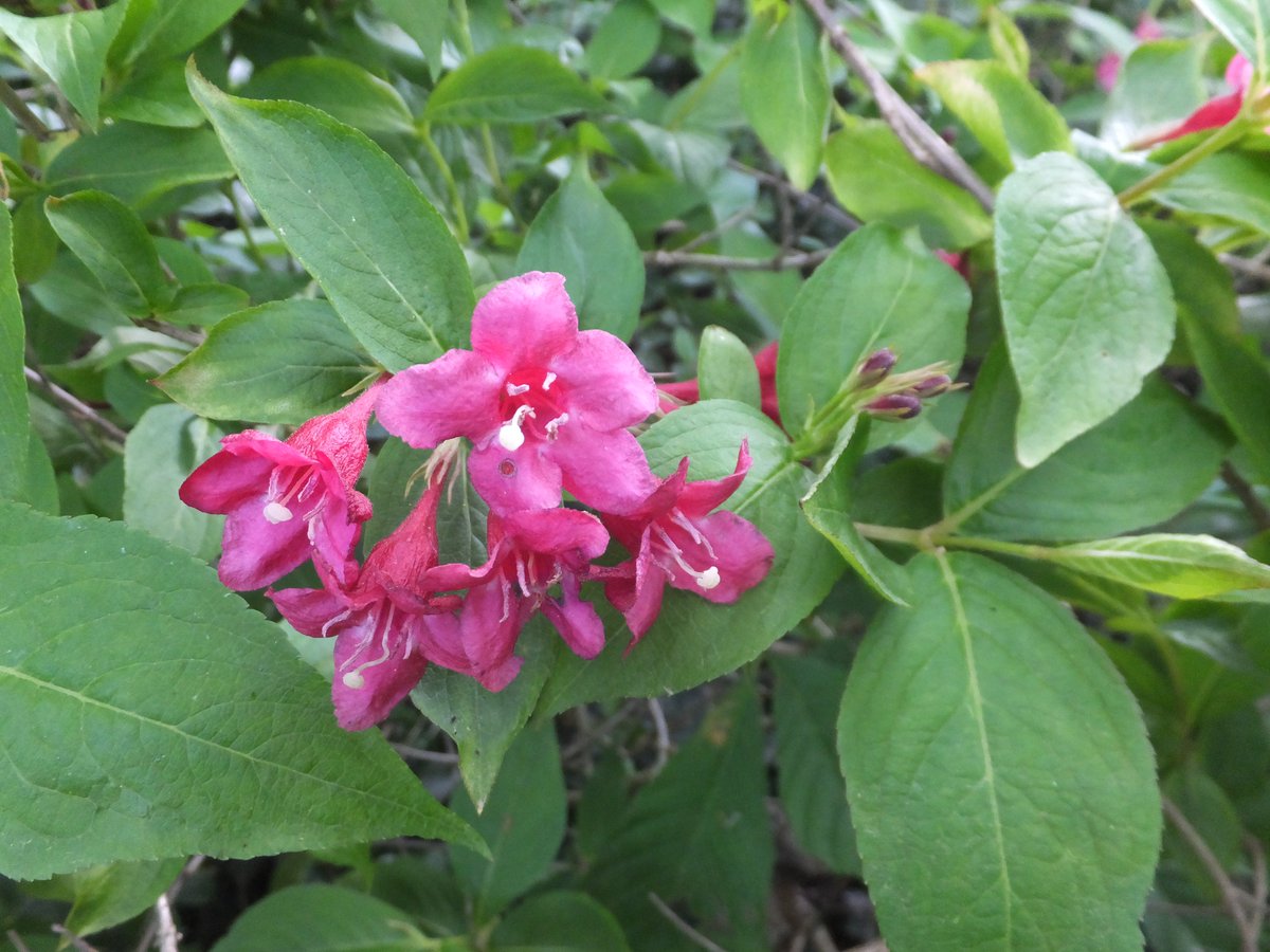 Weigela florida is Asian in origin and boasts deep tubular pink or reddish flowers which are very popular with bumblebees. Although it blooms in May, flowering often continues late into the summer.