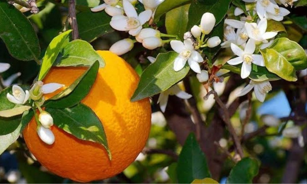 Portakal Çiçeği Festivali  !!!
Corona yüzünden iptal ...😔😔😔
#adana