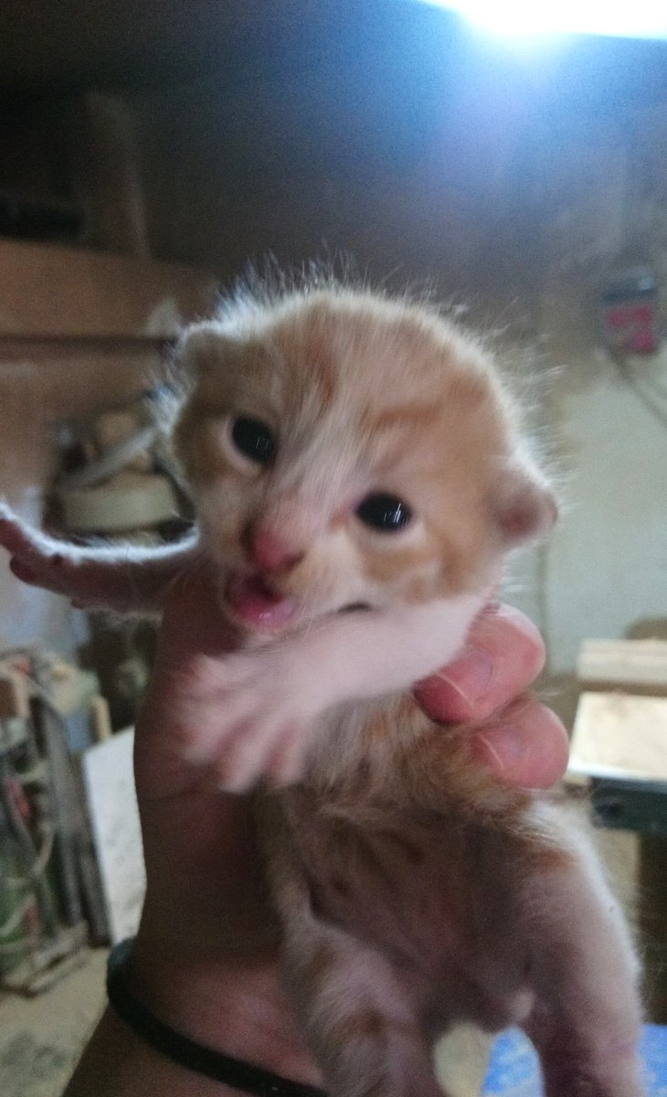 Hayırdır ne yaylana yaylana konuşuyon