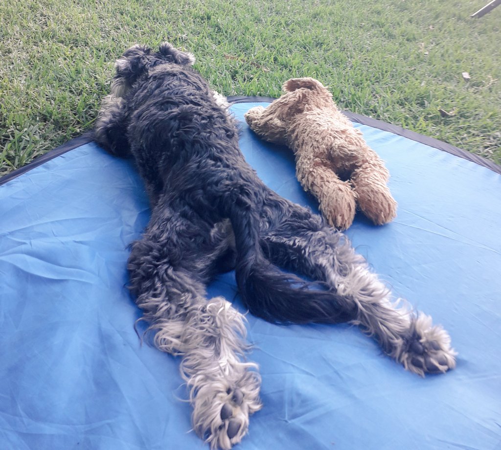 Maudels's tweet photo. Lockdown day 9 got me like:
#lazy #COVID19 #COVID19SouthAfrica #Covid19SA  #Schnauzer #SchnauzerGang https://t.co/blm2bm6mKp