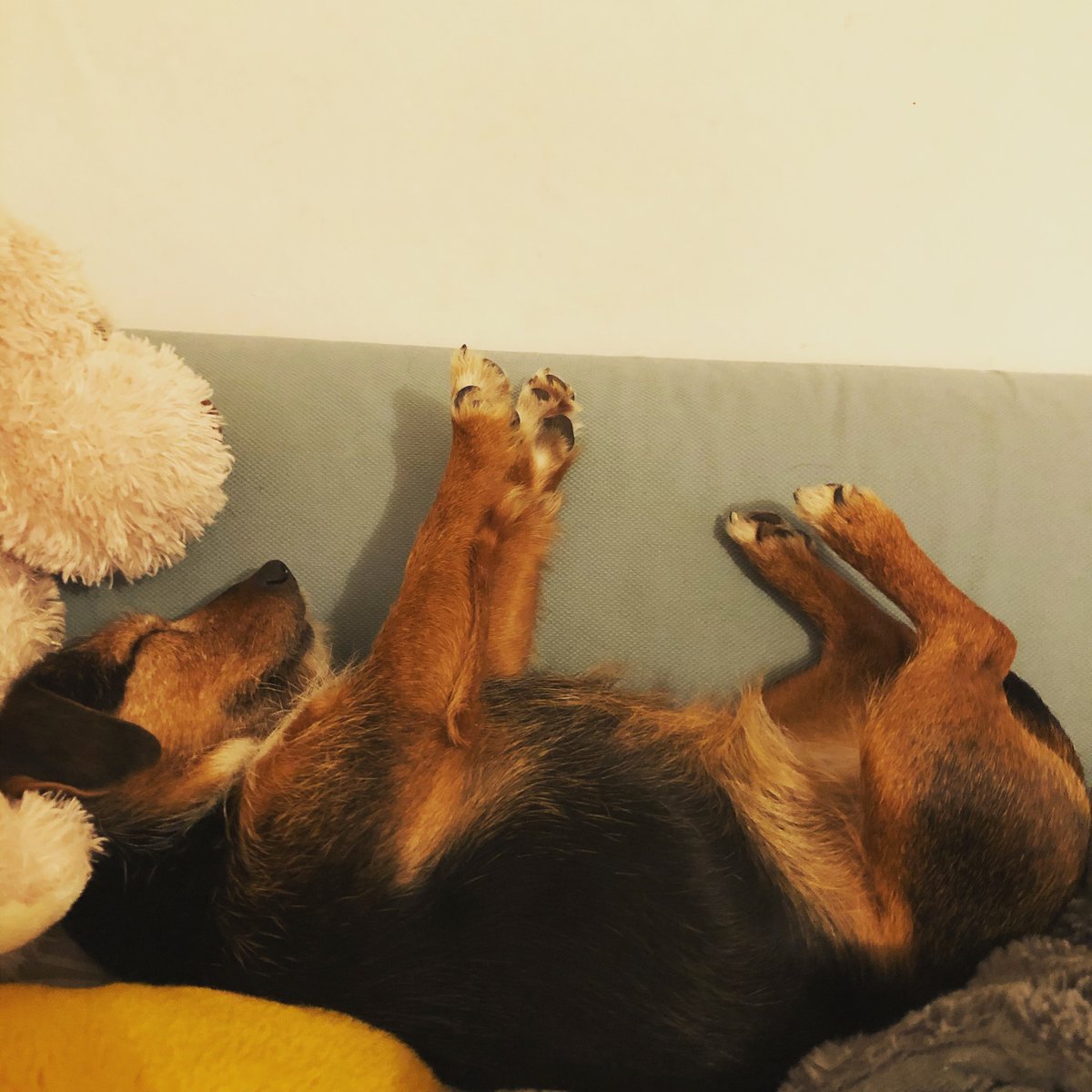 Dog having the best evening EVER