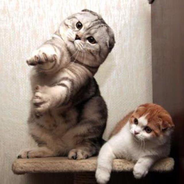 #cat #catmom #cutecat #catlover #cutecats #catmeow #Caturday #cats #catlover #catlovers #CatsOnTwitter #meow #CatLady