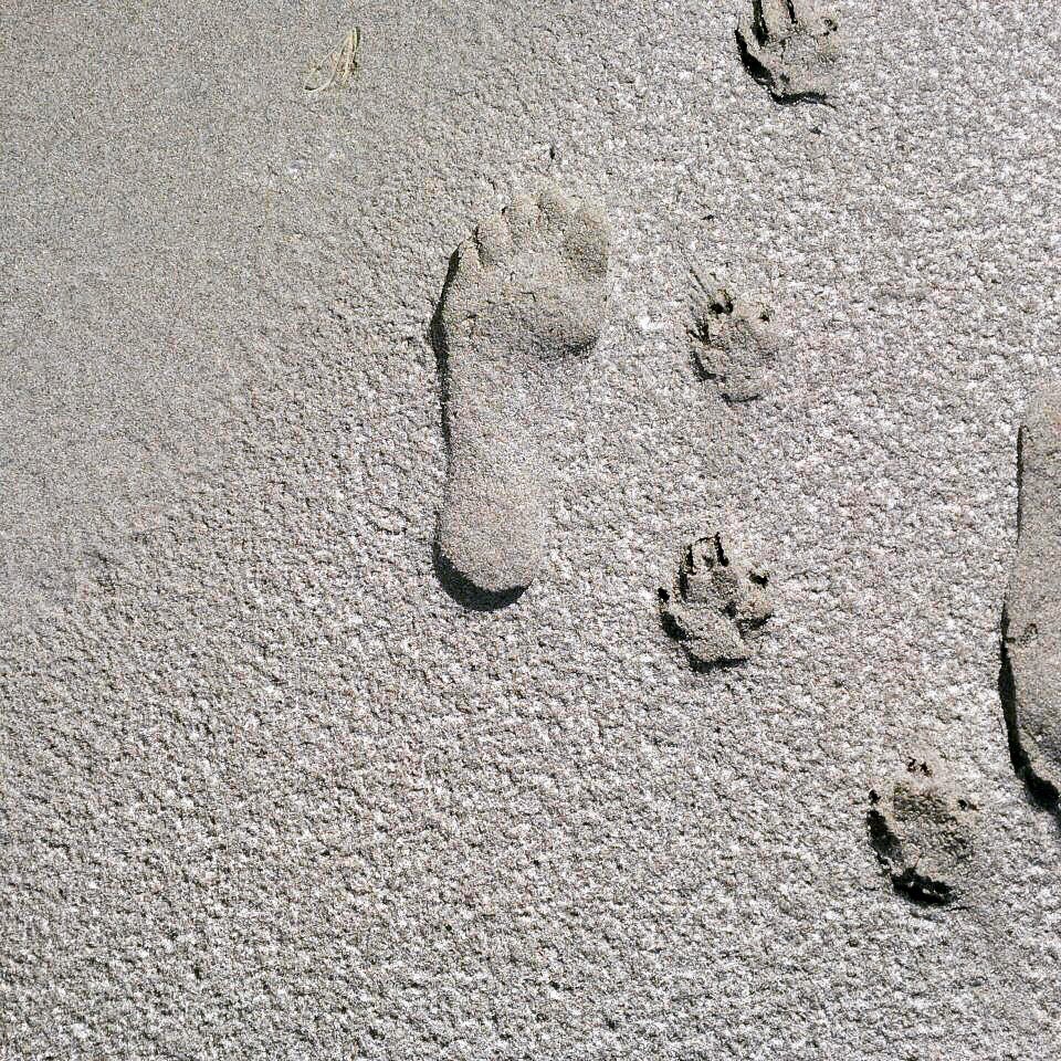 BolandC's tweet photo. What are you writing about today? #SaturdayMotivation #furiousfiction @WritersCentreAU #writers #WritingCommunity #StayHome #StayHomeSaveLives #Shallowbay #dog #paw #beach #summer2018 @ParksCanada @ParksCanadaNL @VikingTrail https://t.co/majeeP3Jtn
