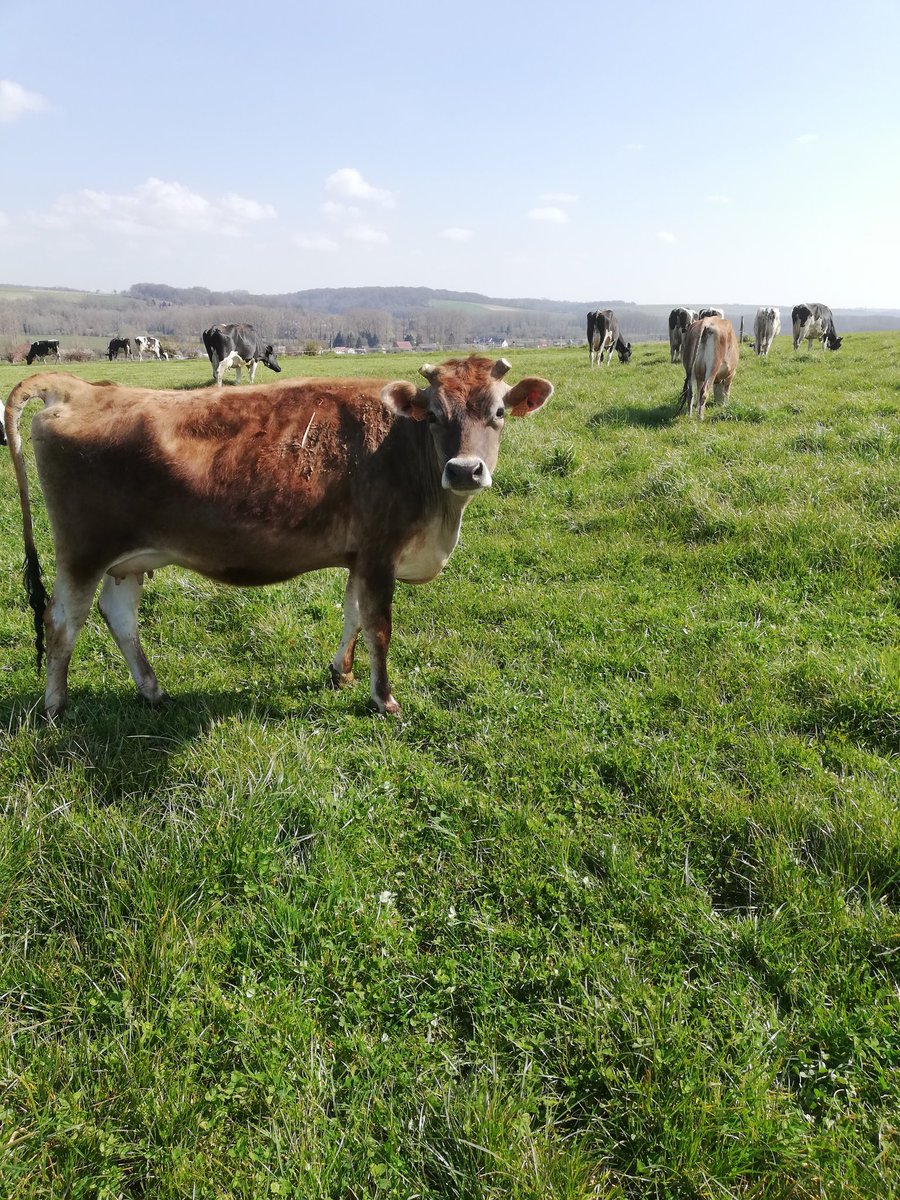 J'ai changé mon système de pâturage dorénavant les vaches ne passent pas plus de 2 jours par parcelle cela permet à l'herbe de mieux repousser entre chaque passage
#paturagej18 #ConfinementJour19
# CeuxQuiFontLeLait #HautsDeFrance # les laitiersresponsables