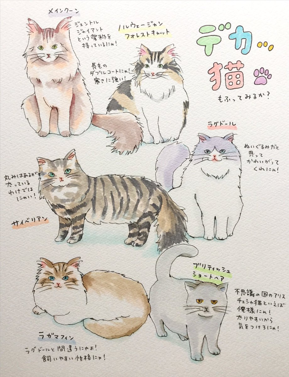 代表的なデカ猫達です。
もふもふしながら眠りの世界へ?

#イラスト #コピック
#大型猫 #芸術同盟 