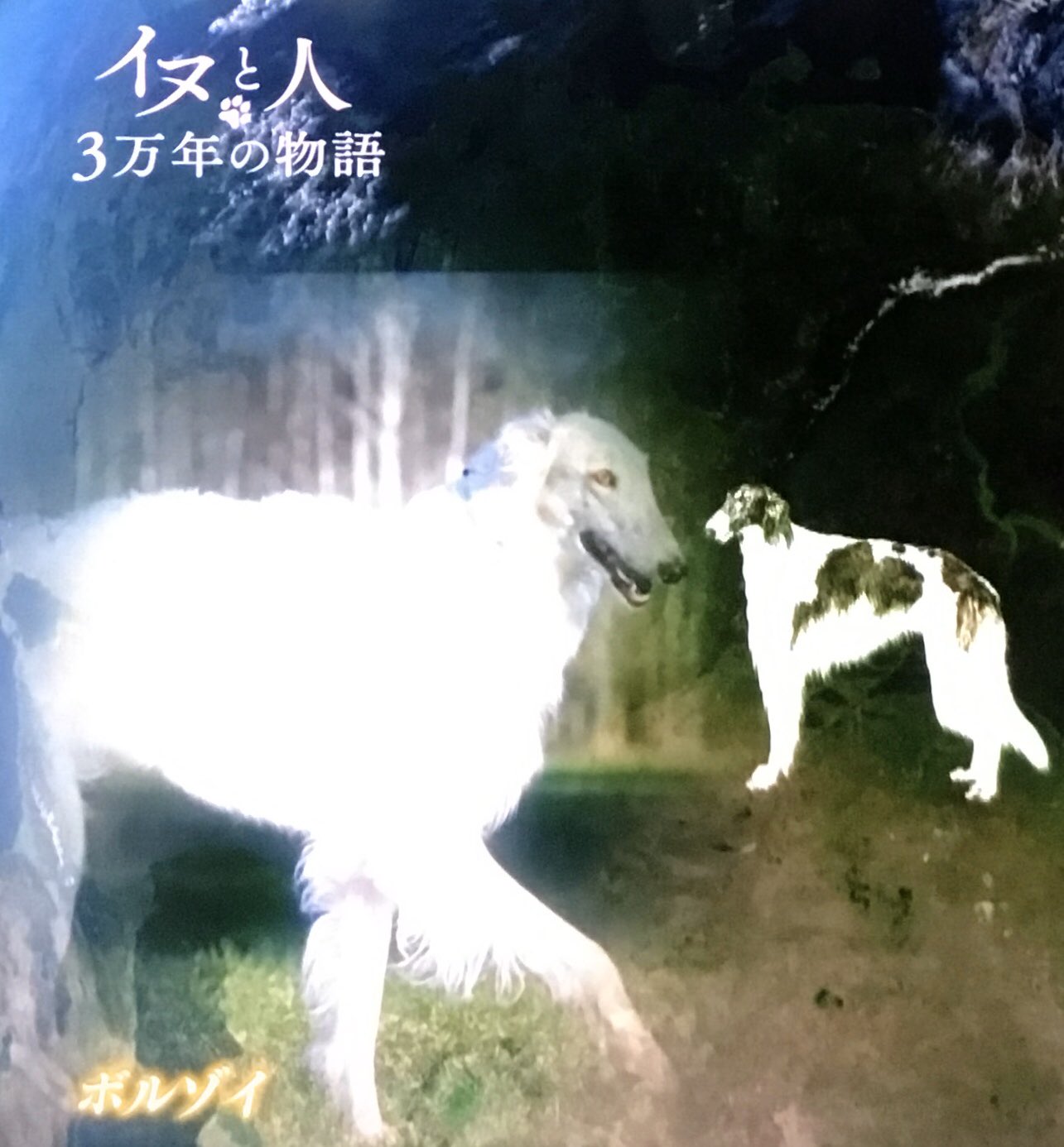 تويتر ミスターk على تويتر 飼い犬と見つめ合うことでオキシトシン 癒されたり幸せな気分になる が分泌され まるで母と子のように絆が結ばれる 種族を超えてこんな関係になるのは人と犬 だけ この番組見て 人類の発展には犬の存在が大きく関与していることを知った