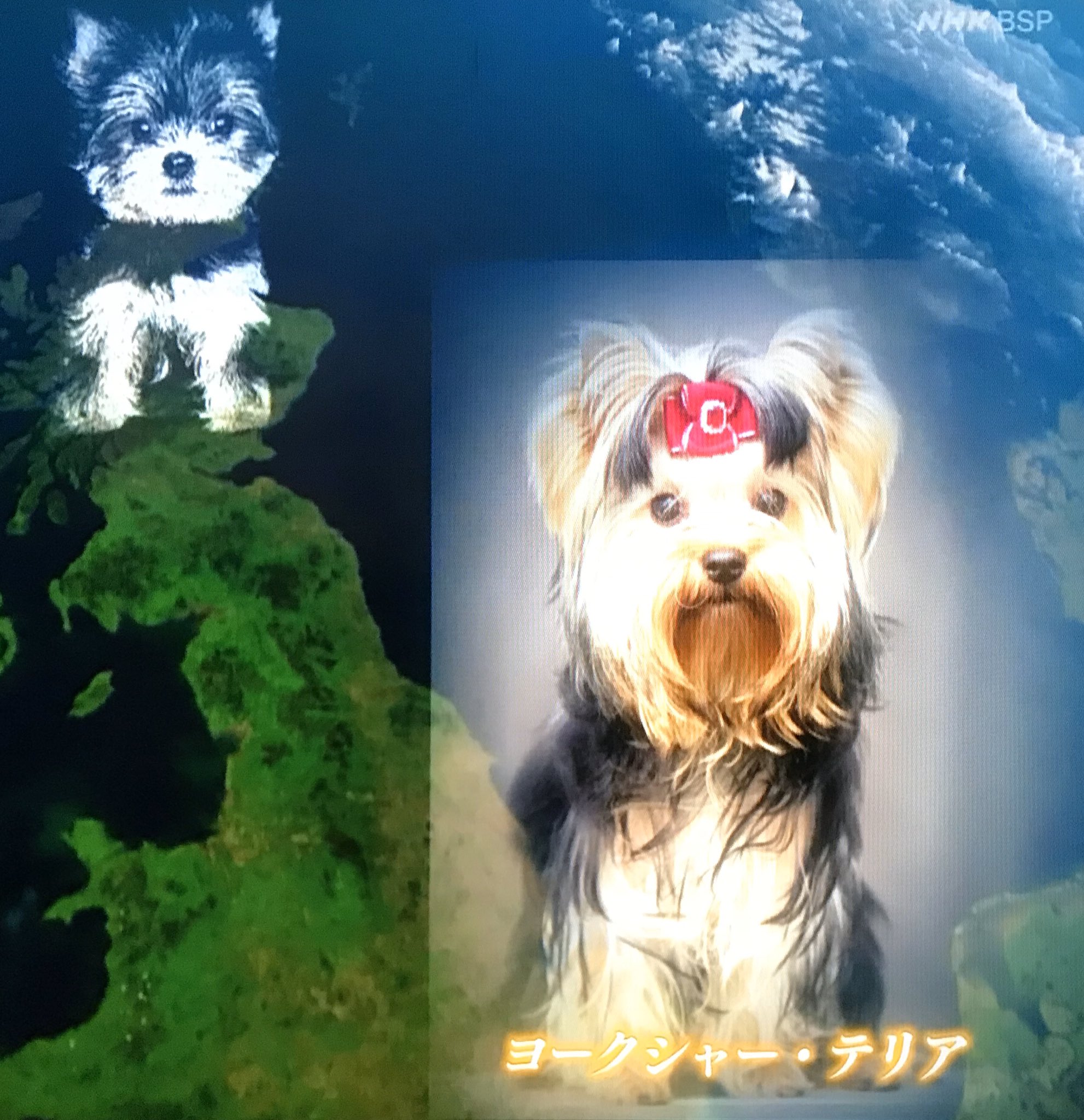 تويتر ミスターk على تويتر 飼い犬と見つめ合うことでオキシトシン 癒されたり幸せな気分になる が分泌され まるで母と子のように絆が結ばれる 種族を超えてこんな関係になるのは人と犬 だけ この番組見て 人類の発展には犬の存在が大きく関与していることを知った