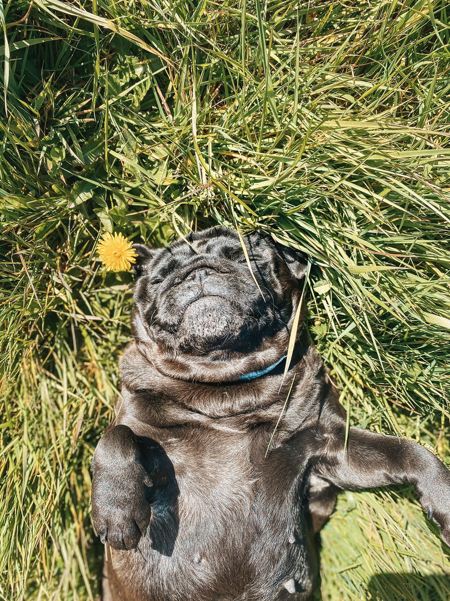 pidi_meg's tweet photo. ☀️ https://t.co/WmBEVwDoKW