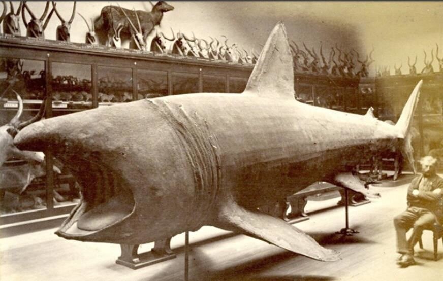 Frannabel2010's tweet image. Day 4 #Archive30 is #Acollection. The @britishmuseum used to house a natural history collection, until it moved to its new home at the @NHM_London in 1880s. From the archive, here’s what it looked like in 1875, still on the #BritishMuseum site, photographed by Frederick York.