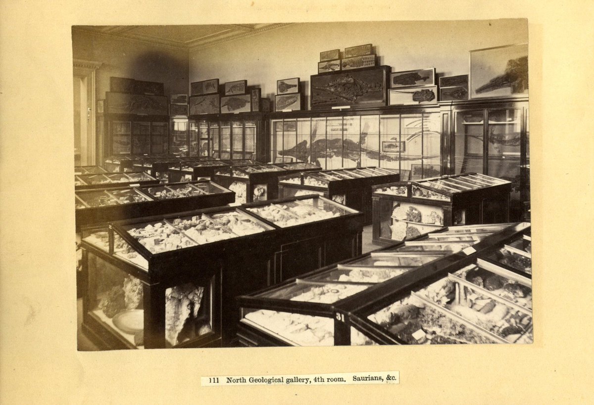 Frannabel2010's tweet image. Day 4 #Archive30 is #Acollection. The @britishmuseum used to house a natural history collection, until it moved to its new home at the @NHM_London in 1880s. From the archive, here’s what it looked like in 1875, still on the #BritishMuseum site, photographed by Frederick York.