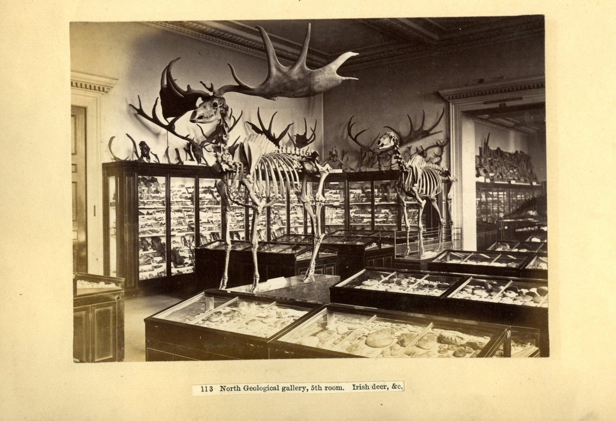 Frannabel2010's tweet image. Day 4 #Archive30 is #Acollection. The @britishmuseum used to house a natural history collection, until it moved to its new home at the @NHM_London in 1880s. From the archive, here’s what it looked like in 1875, still on the #BritishMuseum site, photographed by Frederick York.