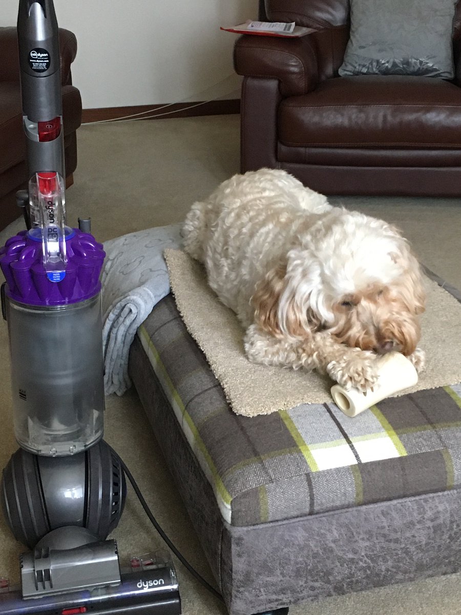 OllieCockapoo tweet picture