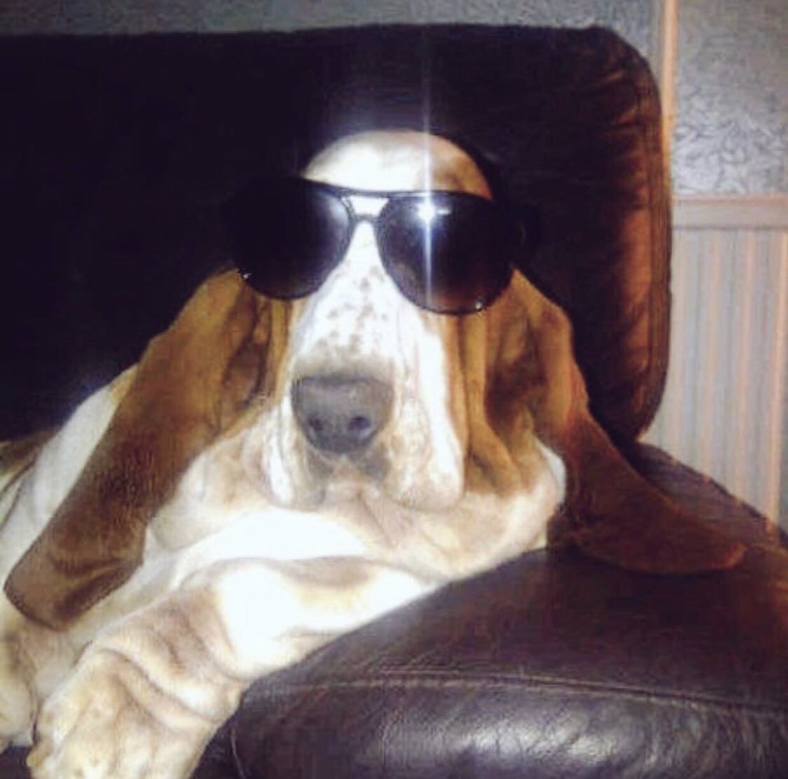 PhilSledge's tweet image. Does my nose look HUGE in these glasses  😴 #snootaboop