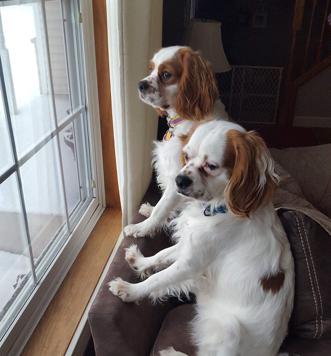 WadeField3's tweet image. My boys!!