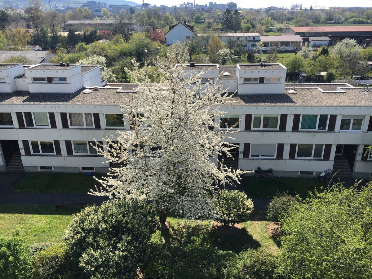 gemmadurany's tweet image. Frühling in #Heidelberg jenseits der menschlichen #Entfremdung .