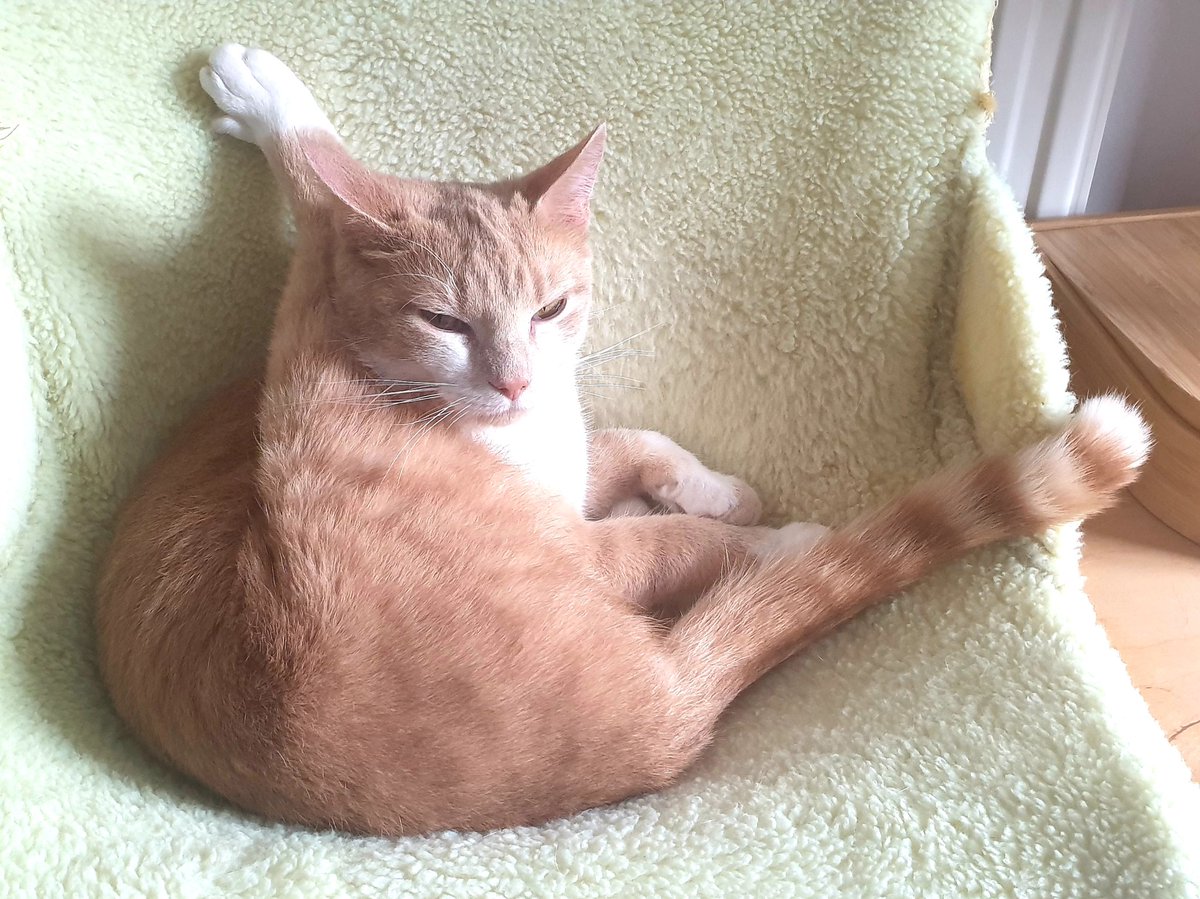 Catbell74's tweet photo. Ashaig doing a bit of early morning yoga to ease gently into a day of snoozing #cats #catsoftwitter #happycaturday #yoga #exercise #cutecats #kittyantics #isolation @TreasuryMog @Number10cat https://t.co/wdynh4x7yA