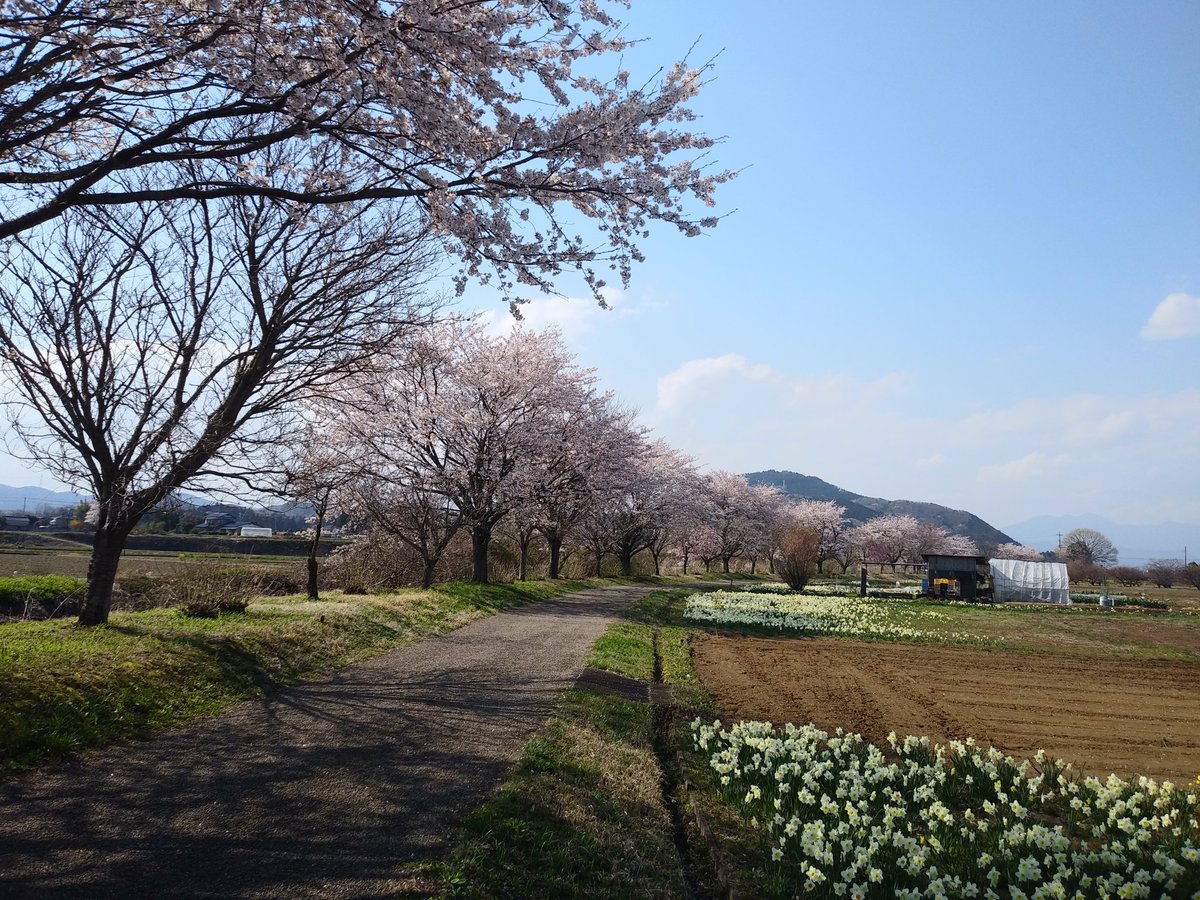 bonten_yu's tweet photo. 梵天の湯西側を流れる御用川沿いのサクラ🌸は、満開を迎えています❗ https://t.co/lCPXovpJ9R