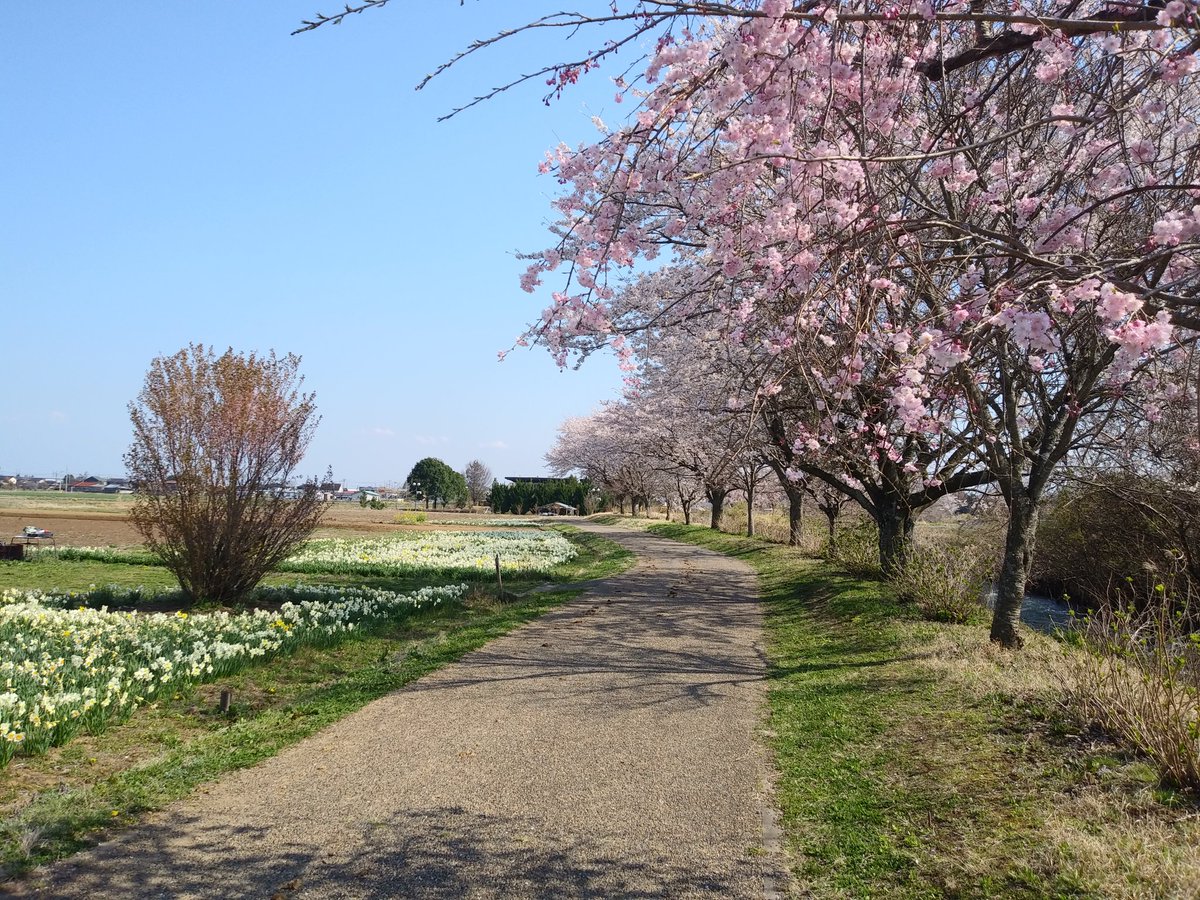 bonten_yu's tweet photo. 梵天の湯西側を流れる御用川沿いのサクラ🌸は、満開を迎えています❗ https://t.co/lCPXovpJ9R