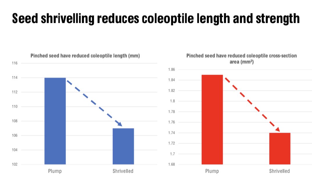 Cleaning/grading of drought-affected seed to remove small and pinched/shrivelled seed is important in maximising wheat establishment especially with deep sowing into hard-setting soils (averages for seed from four varieties harvested from controlled droughted studies) <a href="/theGRDC/">GRDC</a>