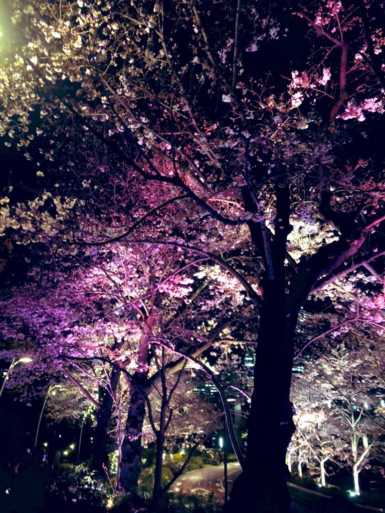 orsm2586's tweet photo. 夜桜🌸 https://t.co/bc9MptIYze
