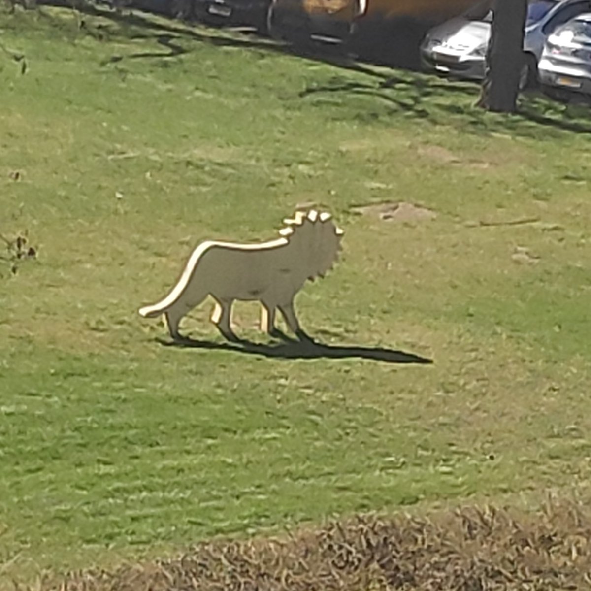 Opmerkelijk hoe snel wilde dieren hun territorium weer opeisen in tijden van #quarantaine