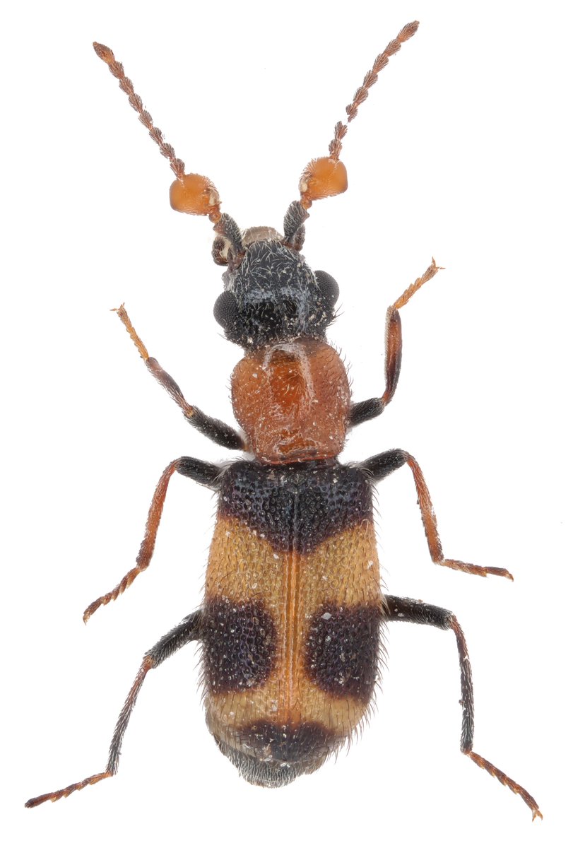 Keita_Mat's tweet photo. Intybia sp.
M. Geiser det. 2020
Guinea

#AfricanBeetles #Melyridae https://t.co/SKlCM4moH7