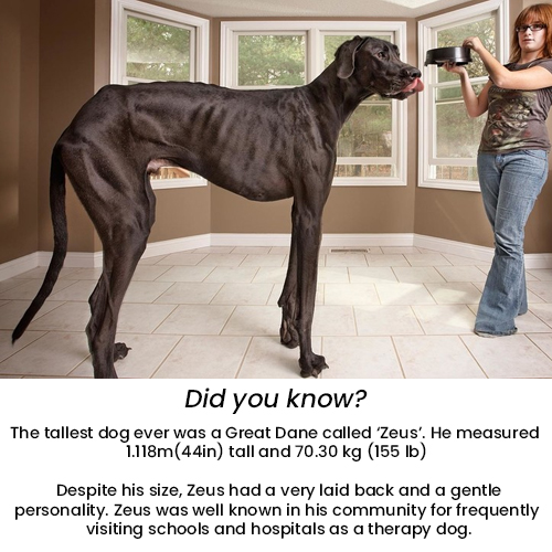 NewlandsPets's tweet photo. Fun fact of the day  :) https://t.co/Lm92kS2ijo