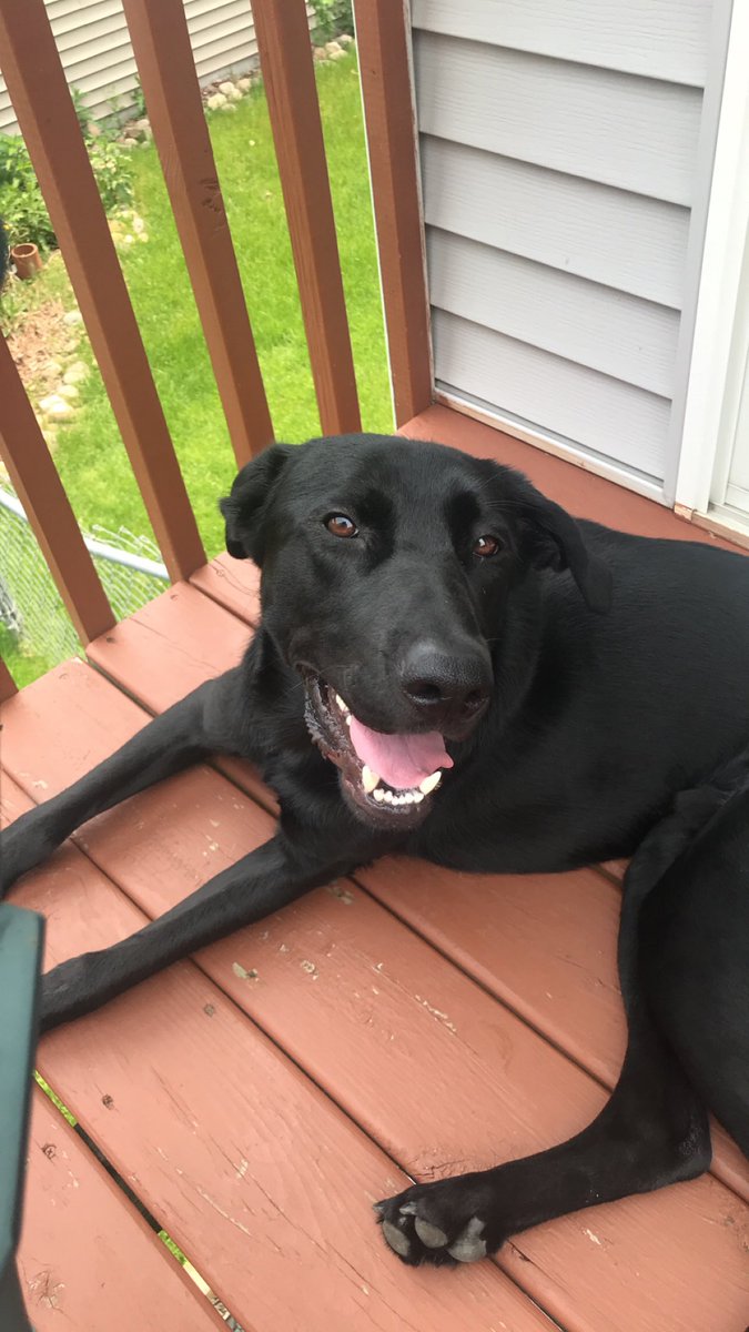 My dog jumped the fence in my backyard this morning and took off. His name is Bodie and was last seen in northwest Rochester. Please if you find him get ahold of me!