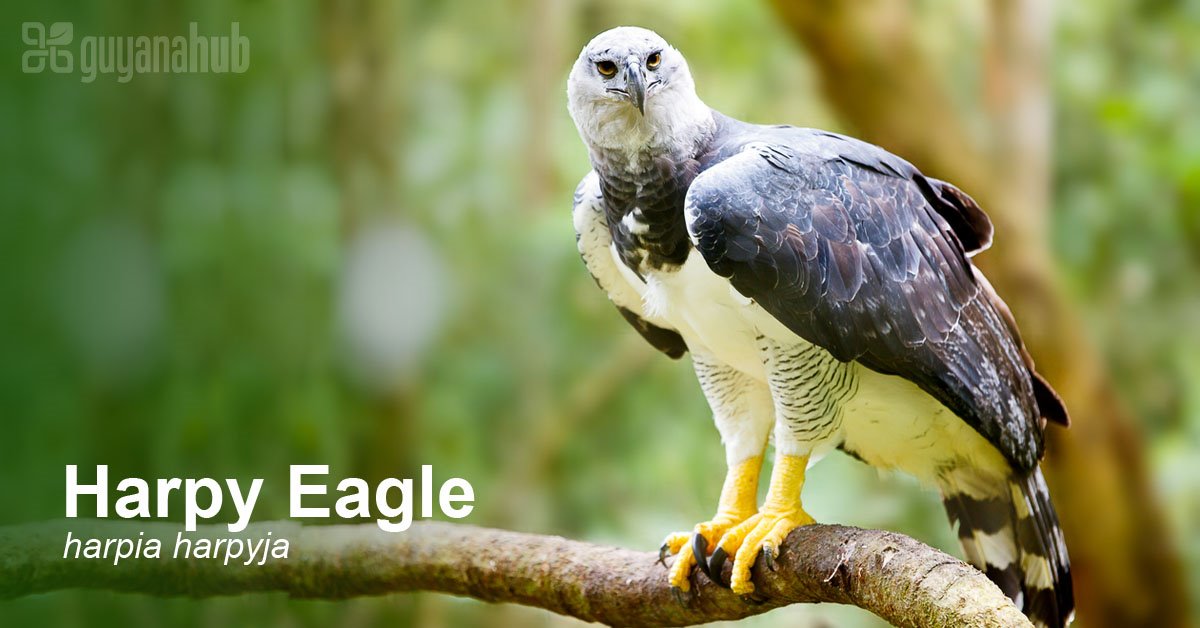 GuyanaHub's tweet photo. The harpy eagle (Harpia harpyja) is is the largest and most powerful raptor found in the rainforest, and among the largest extant species of eagles in the world. It usually inhabits the canopy layer of tropical lowland rainforests. #guyanawildlife #harpyeagle https://t.co/8fgp62MaKF