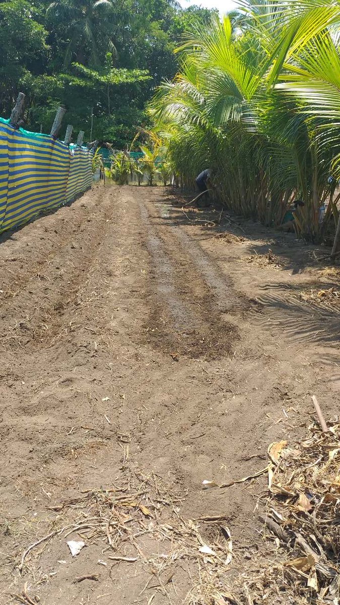 Miadhu dhandhu beyru oi jaaga eh saafu koffa green beans trial akah thayyaaru koffin. thajuriba kurevey kankan hissa kuramun dhaanan.🥒🌽🥬🍋 #growinmaldives #maldives #foodsecurity @MoFMRAmv <a href="/ZahaWaheed/">Zaha Waheed</a> <a href="/JenniferAishath/">Aishath Jennifer</a> <a href="/marienaeem/">Marie</a> <a href="/LitmusTimes/">Jenny Latheef</a> <a href="/ibujalyl/">ibu jaleel</a> @M_SalmaFikry