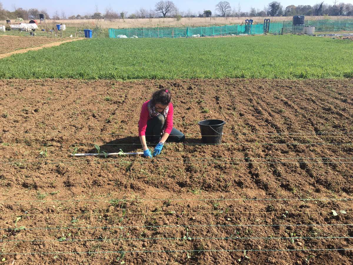 The Oak Tree tweet media