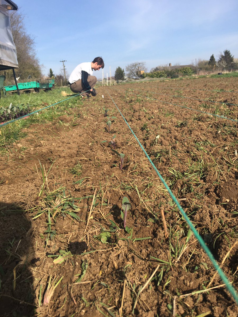 The Oak Tree tweet media