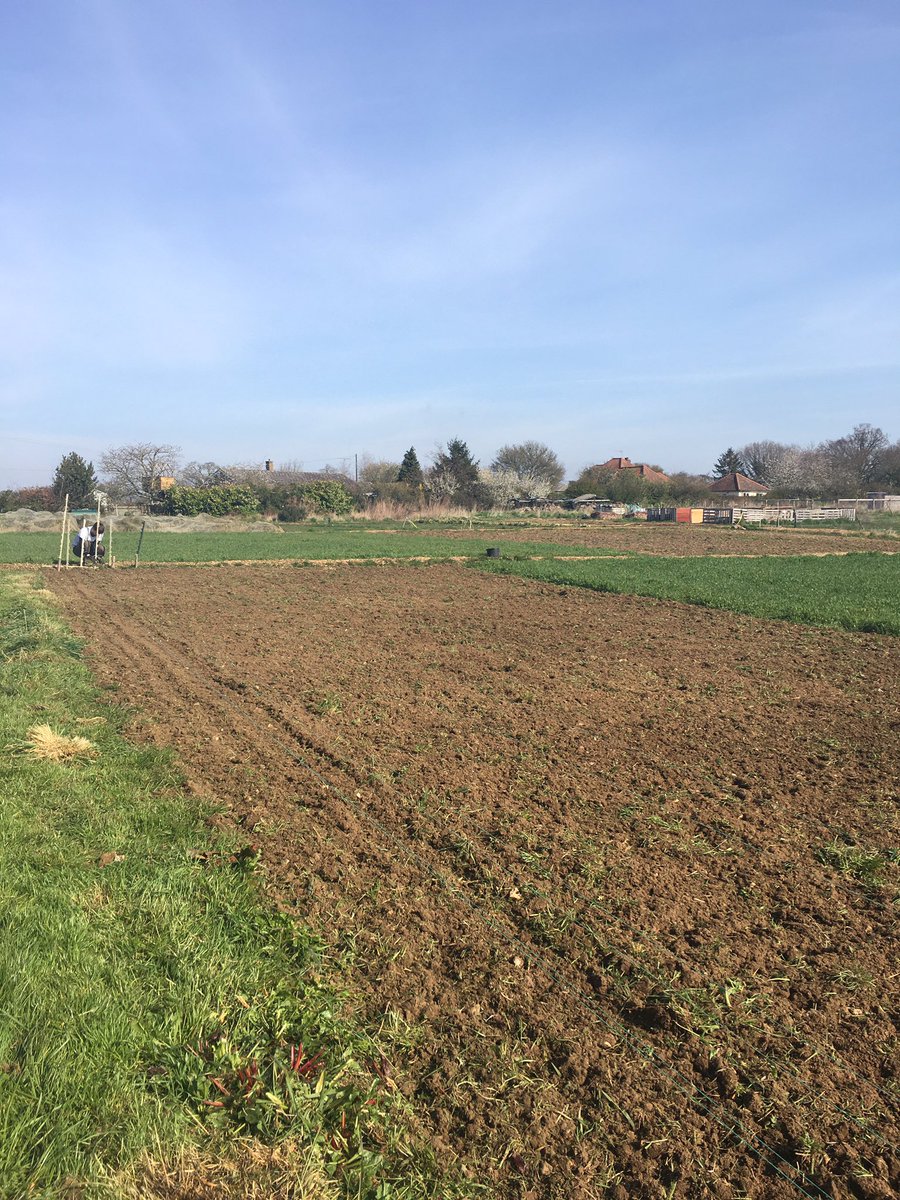 The Oak Tree tweet media