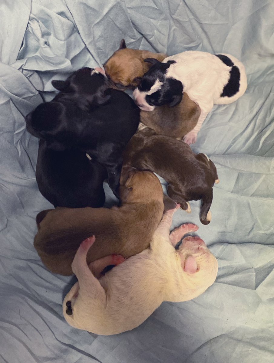 And then there were 7 little 🍪 pups! Welcome to the tribe!

PayPal.me/puptowngal 💕🐾🙏🏼