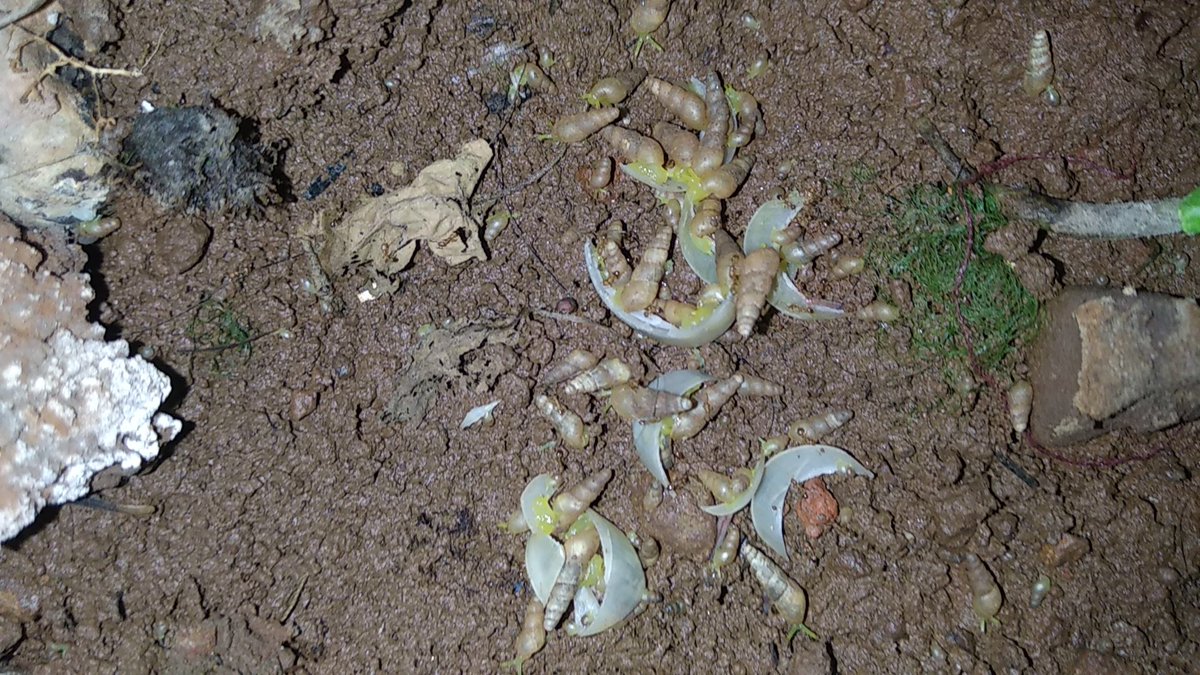 snow_mantra's tweet photo. Snails and fingernails - A twitter thread :
(1/n) I have observed this everytime I drop my fingernail clippings into my plant pot - snails gathering around and on the clippings. These usually remain on the clippings for days before abandoning them.
#snails #snailscience https://t.co/M1IvNUltUb