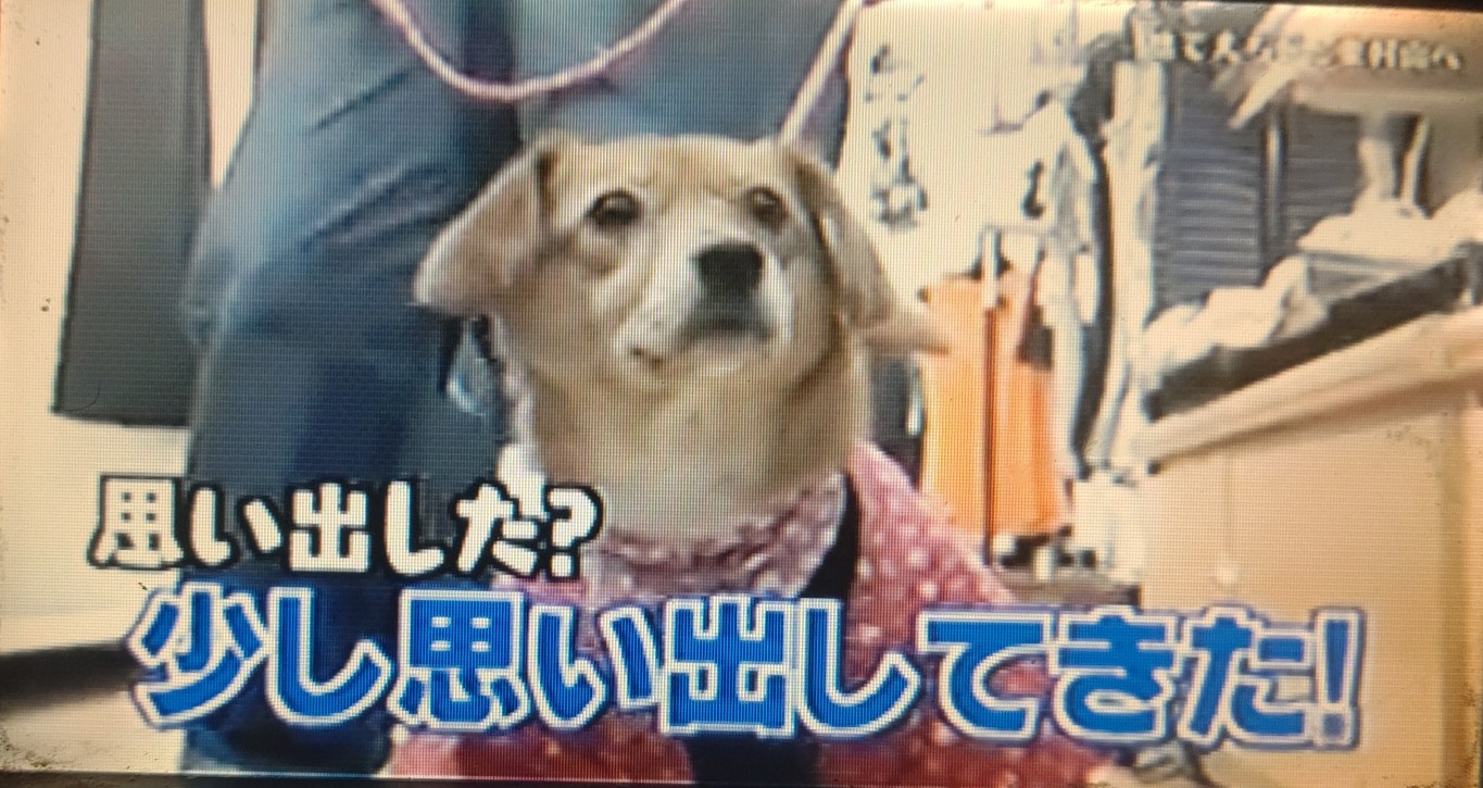 コユキ推し のえる 応 ゆっきー 雪紀 パステとワクテ ちびちゃん可愛い 志村どうぶつ園 志村園長 志村けん ﾜﾝｾｸﾞ Ntv 4 Gazou 04 T Co 6c5tu6nne4 Twitter
