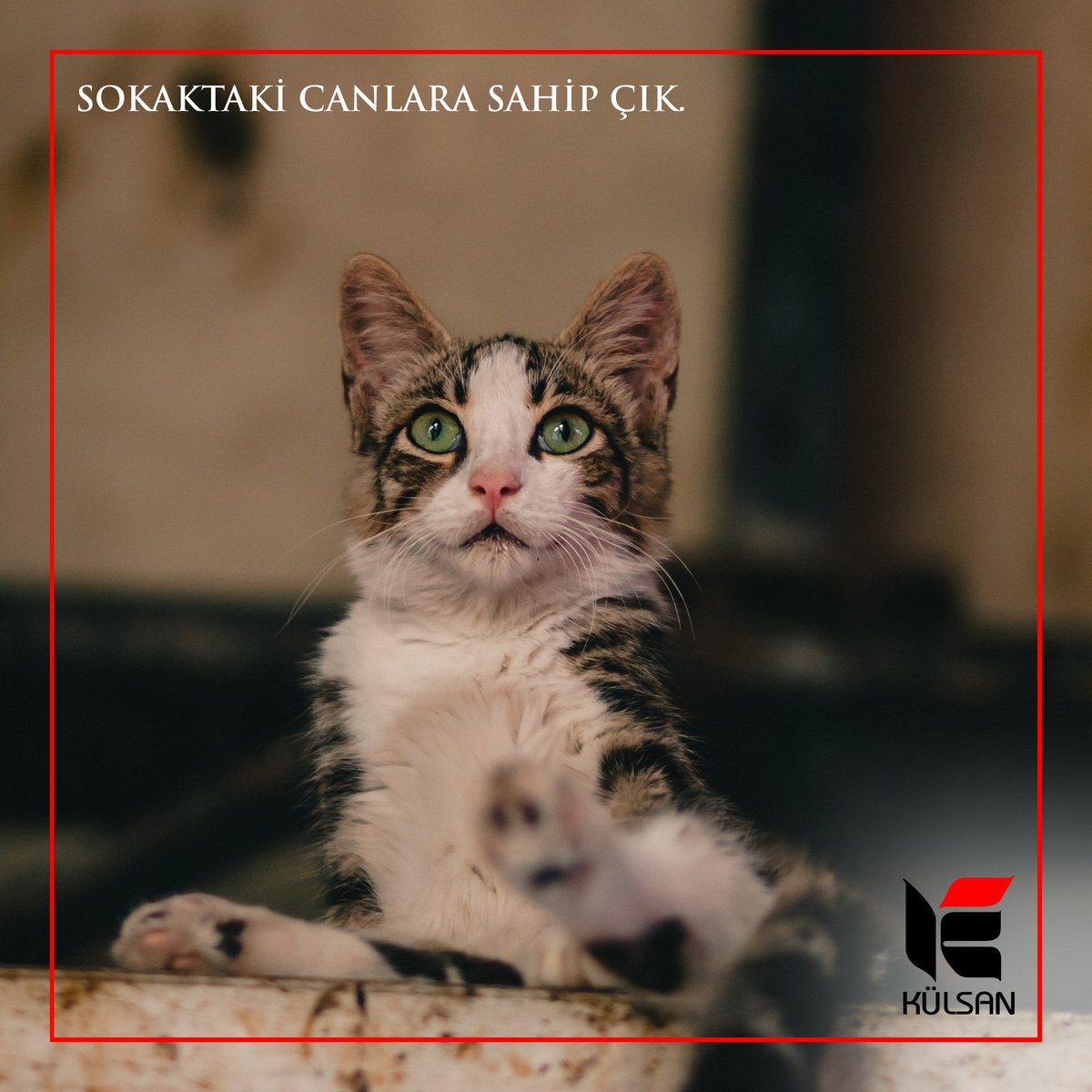kulsanprof's tweet photo. Pandemi nedeniyle evlerimize kapandığımız bu dönemde sokaktaki canları unutmayalım. Kapınızın önüne koyacağınız bir kap su ve mamayla birçok sokak hayvanına yaşam olabilirsiniz. Sokak hayvanları gününde değil her gün onları hatırlayalım. #4nisandünyasokakhayvanlarıgünü https://t.co/2yNhAZ50St