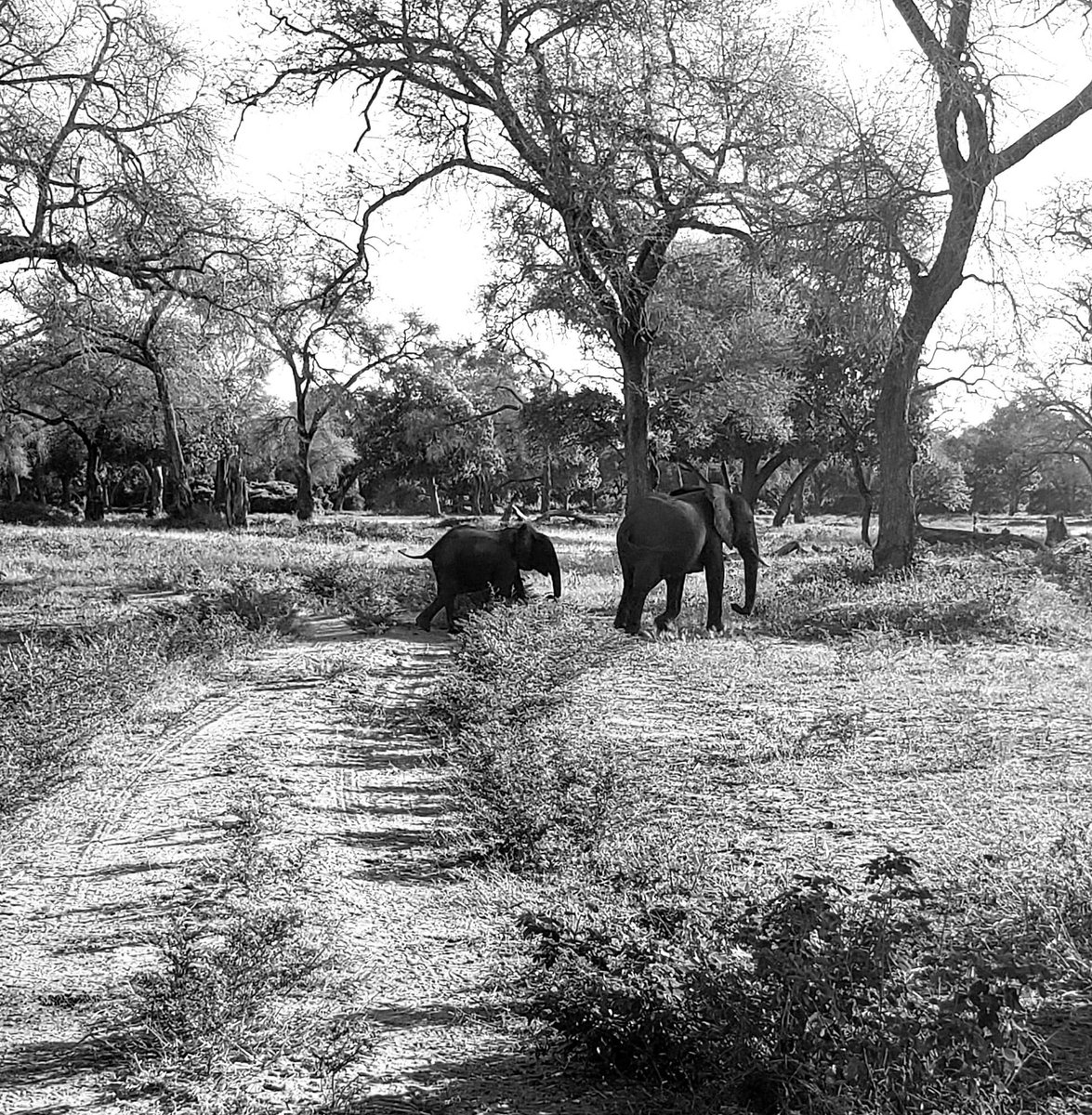 WeAreWilderness's tweet photo. Mother and baby trumpeting along through 🐘🐘 #ChikwenyaCamp
#ChikwenyaWildlife
#WildernessTogether
#WildernessStrong
#WildernessUnited https://t.co/IjhGGd1pKF