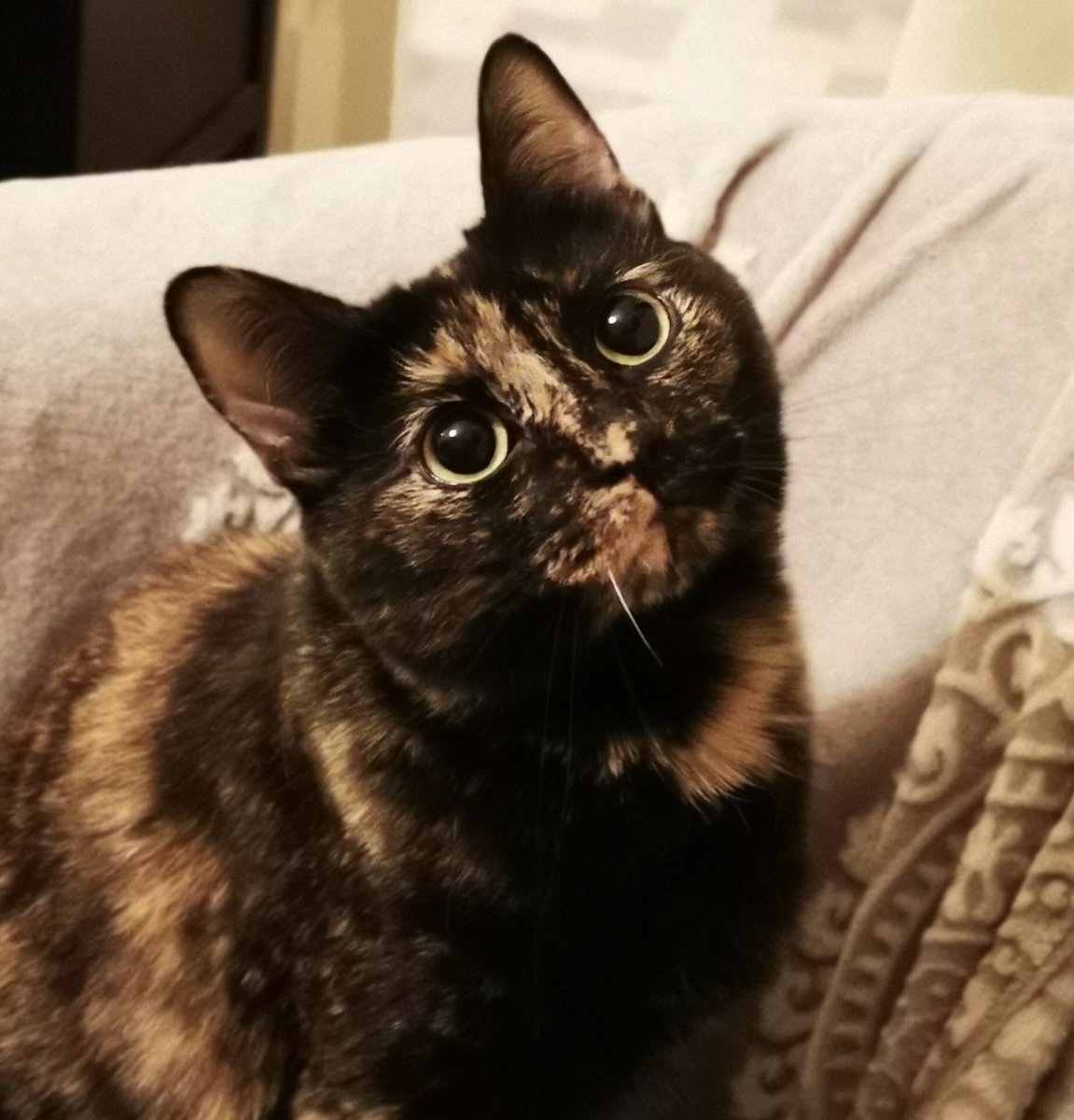 Zapatrax Joyeux Anniversaire A La Plus Doucette 4 Ans Pour Pepper Le Temps Passe Trop Vite Zapatrax Joyeux Anniversaire A La Plus Doucette 4 Ans Pour Pepper Le Temps Passe Trop Vite