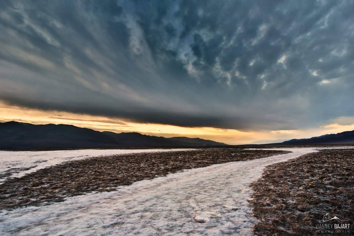 Renard Alpin tweet media