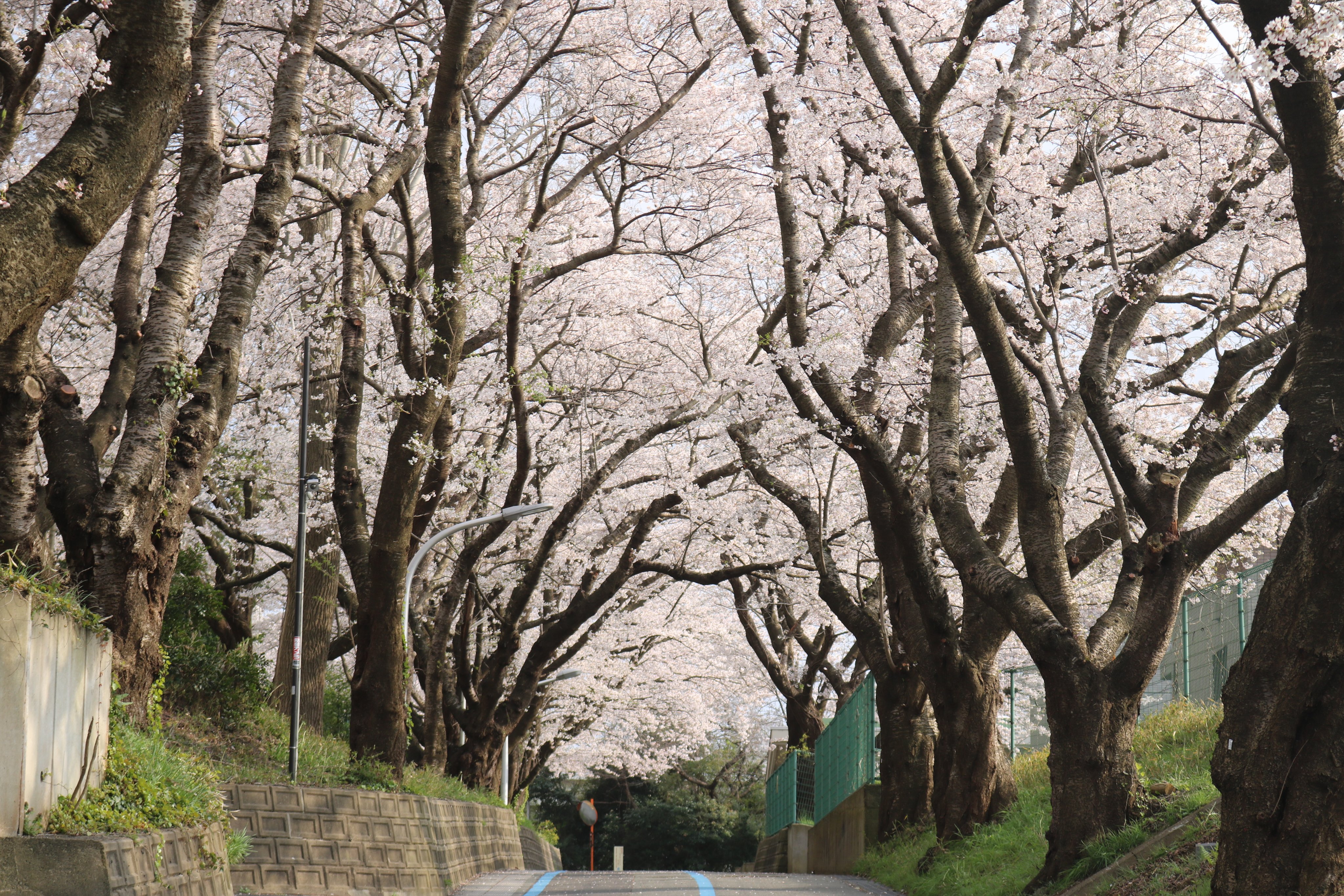 鳥取大学 学生広報スタッフ En Twitter 鳥取キャンパス 桜の名所紹介 数回に分けて鳥取キャンパスの桜の名所を今年撮影した桜の写真とともにご紹介します 農学部附属菌類きのこ遺伝資源研究センター前 西門ゲート 坂になっており 鳥大の桜坂 と呼ぶ人もい
