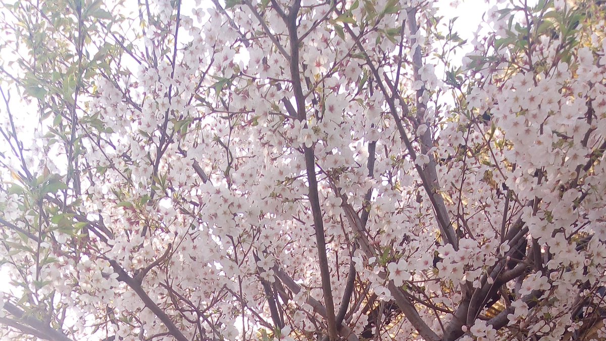 rurikoyakusi's tweet photo. 左がうちの家の桜です
まだまだ綺麗に咲いて、通りゆく人の癒しになっているようです
右はその桜の下に佇む少年と少女
最愛の野球漫画 #高橋よしひろ #悪たれ巨人 から
#平松誠 と #さっちゃん
BGMは #Loudness #GoodThingsGoing
愛と夢と希望を忘れず、春のぬくもりを思い出して欲しい https://t.co/AJyCEyrVq1