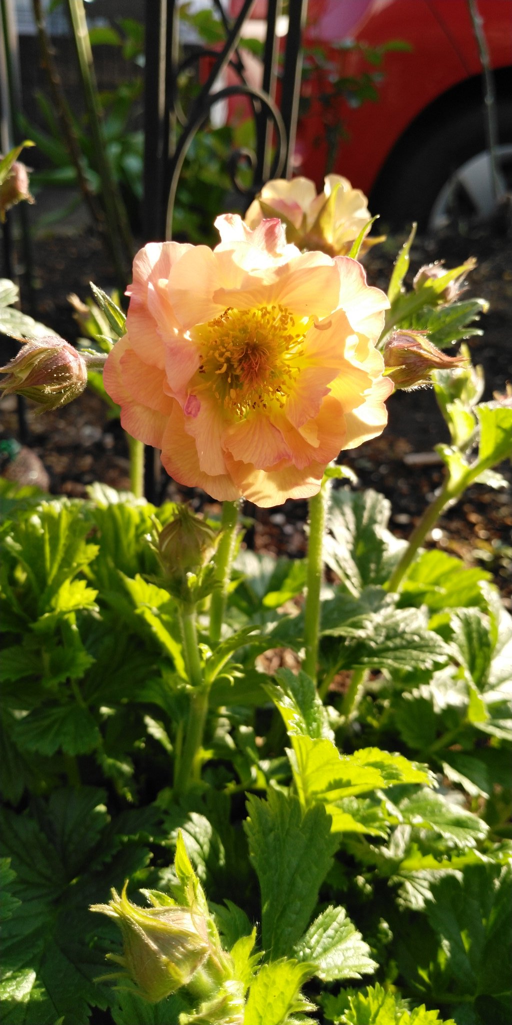 ミント 庭の花 宿根のゲウム 毎年この時期に咲く 透き通った花びらがかわいい ゲウム マイタイ ガーデニング T Co Wpajbb4nem Twitter