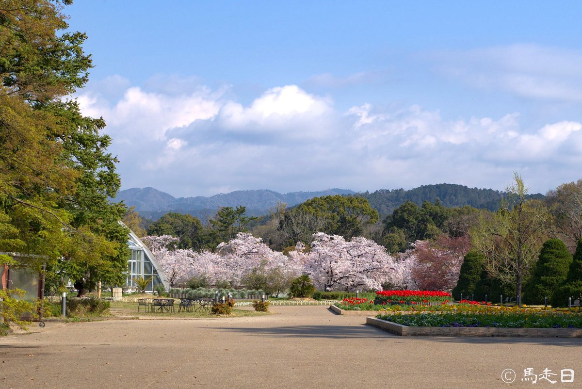 馬走日twitterren 今天路过京都府立植物园 里面的樱花盛开如云 但是为了避免赏花的人聚集而来 这里决定在最好的时候关门 过了花期再说